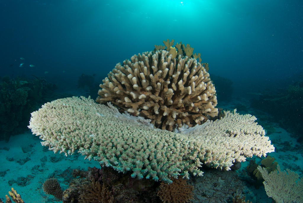 koral lustrous leggings